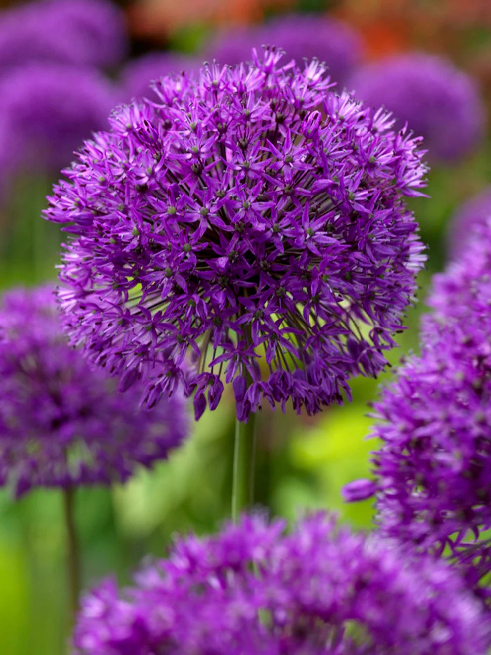 Purple globe-shaped Allium Purple Sensation blooms