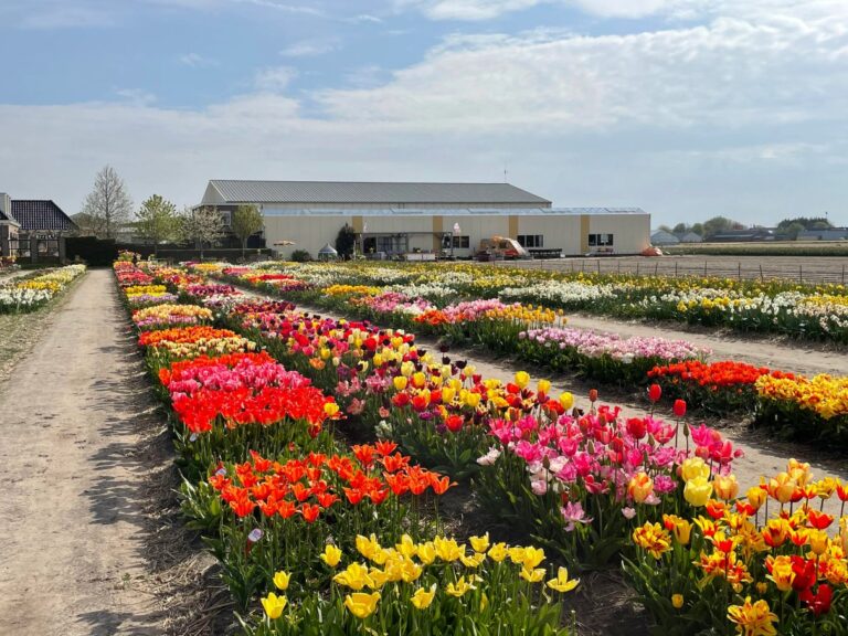 DutchGrown™ Autumn Bulb Buying Guide: Three Picks for a Spring Garden A broad view of the DutchGrown show garden in bloom