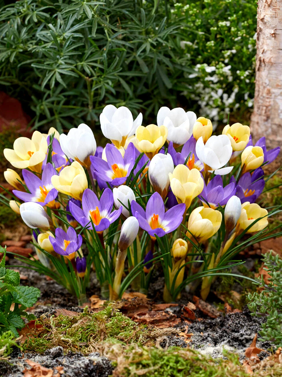 Crocus Botanical Mixed flowers in several colours
