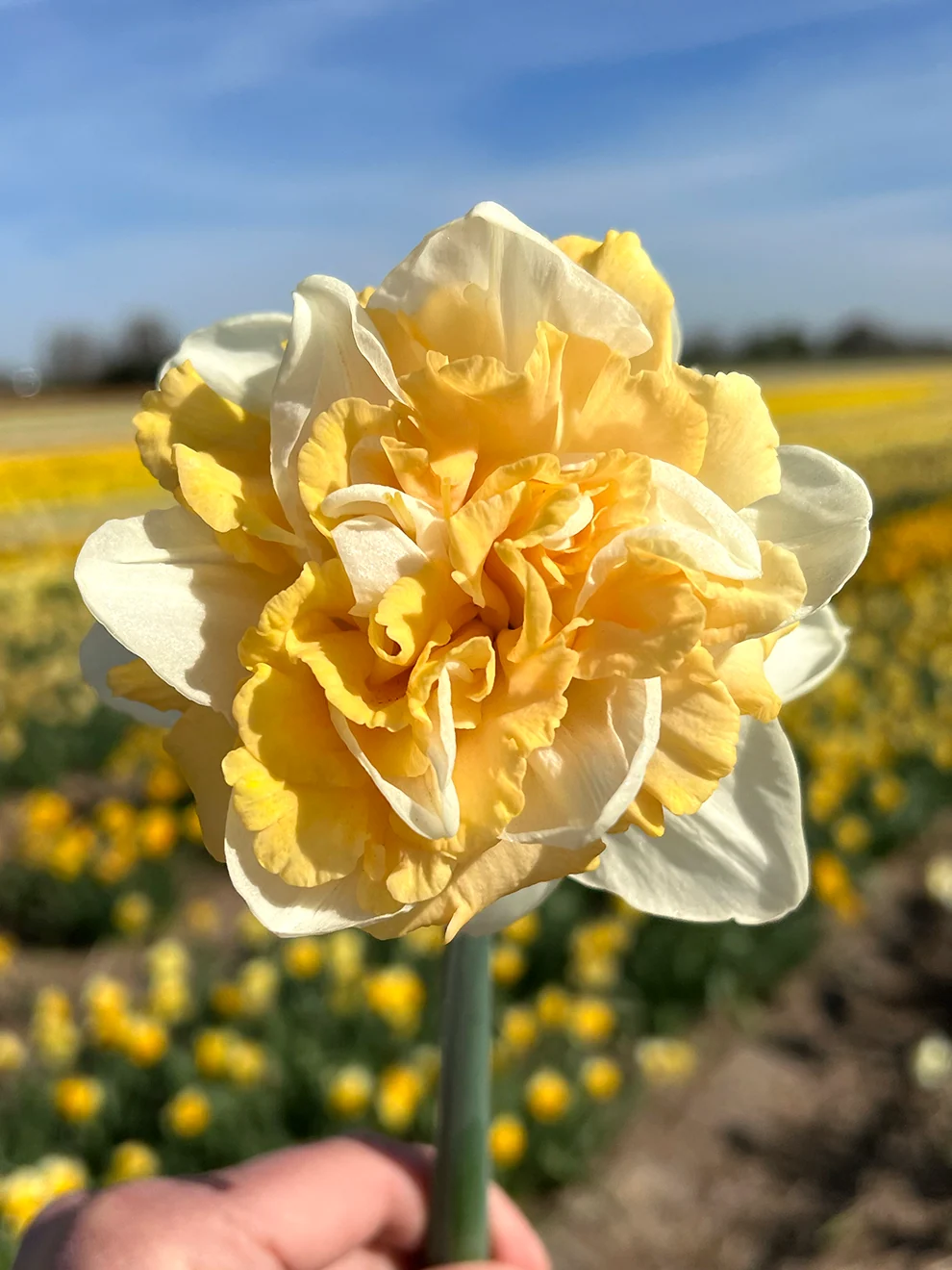 Daffodil Peach Prince blooms