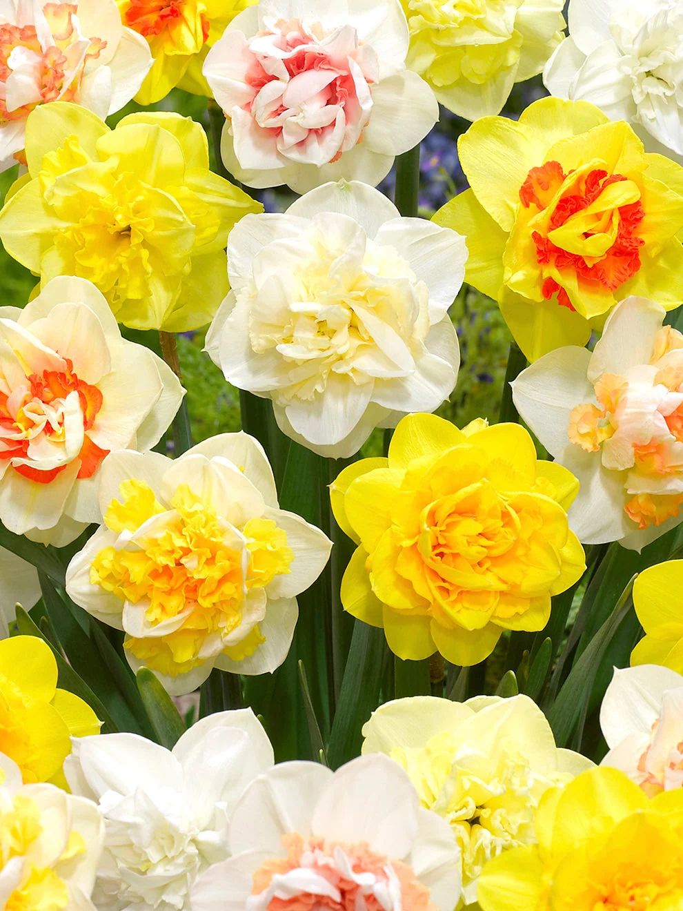 Double daffodil blooms in a mixed planting