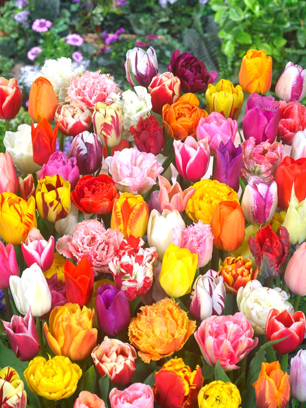 Colourful tulips from the Eternal Spring Tulip Mix