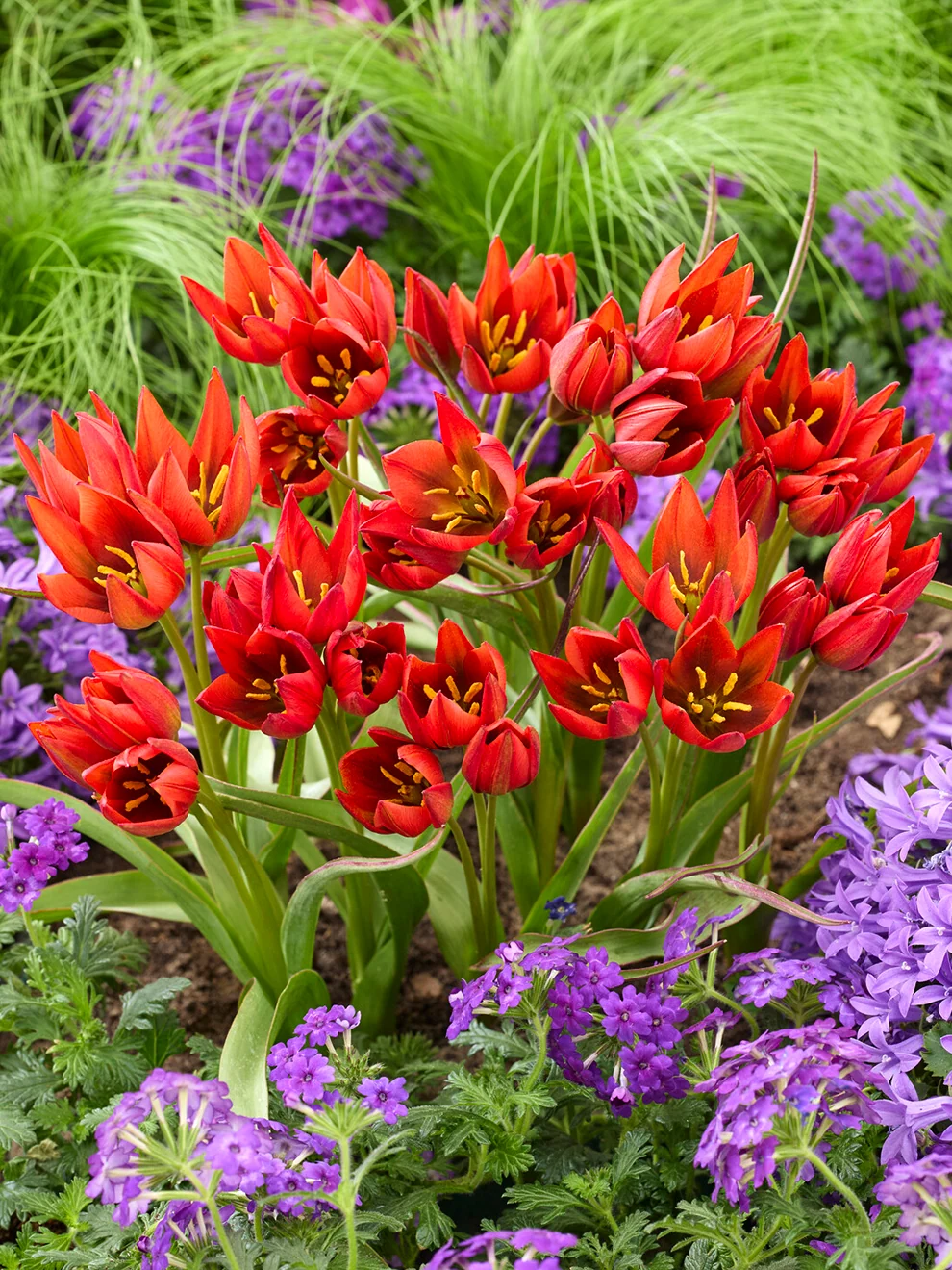 Tulip Mara blooms in the garden
