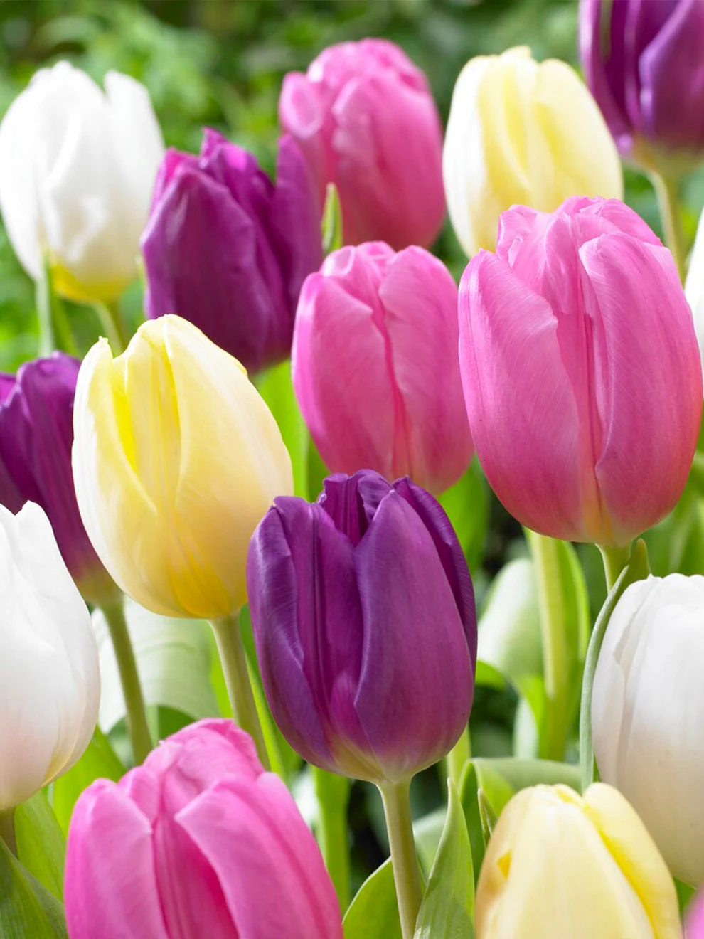 Pastel tulips in a spring planting
