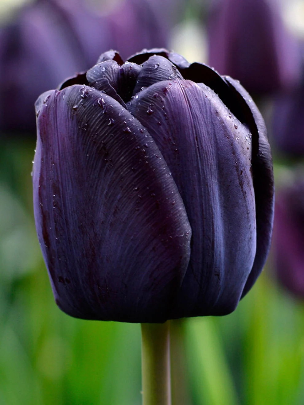 Deep purple Tulip Queen of Night flower
