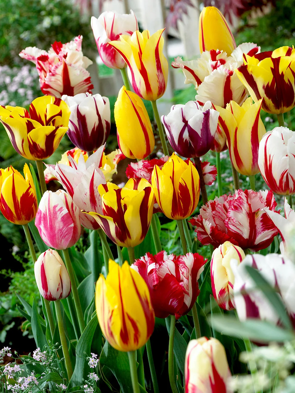 Tulips in the Rembrandt Mix