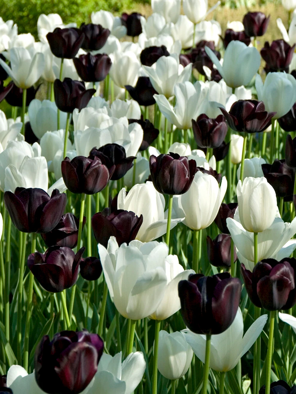 Patterned flowers from the Tulip Zebra Collection